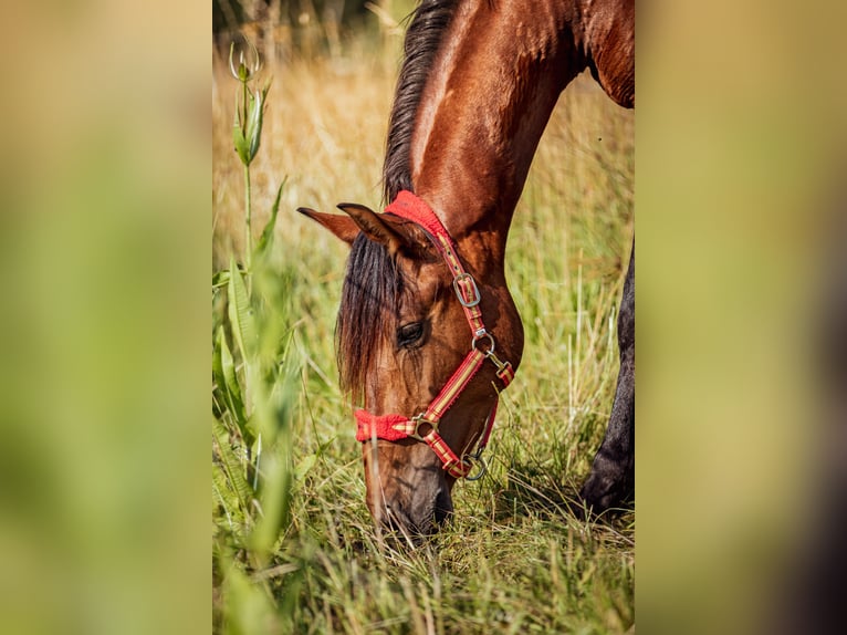 PRE Mix Gelding 2 years 16 hh Brown in Aldingen