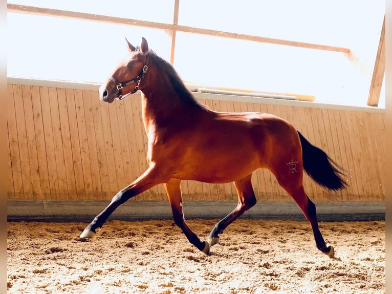 PRE Mix Gelding 2 years 16 hh Brown in Warendorf