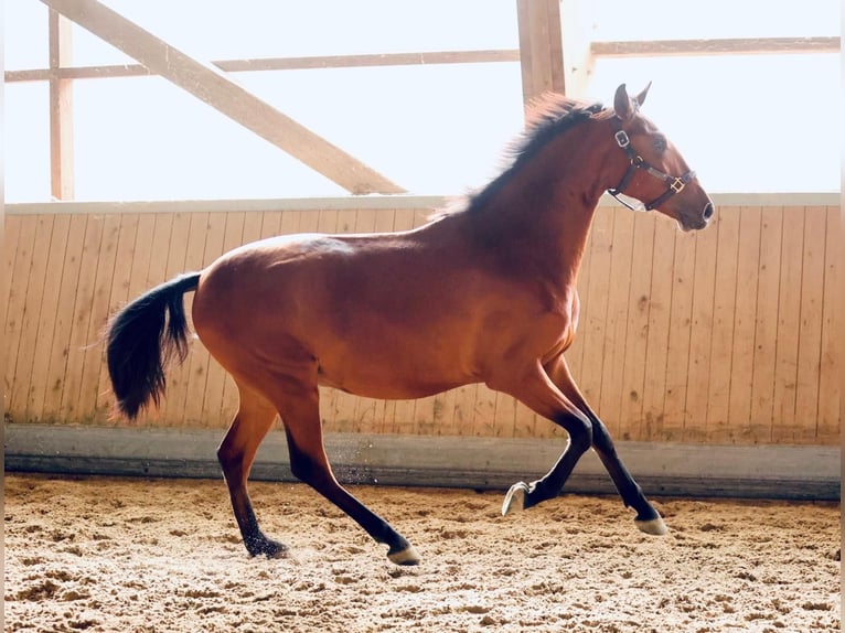 PRE Mix Gelding 2 years 16 hh Brown in Warendorf