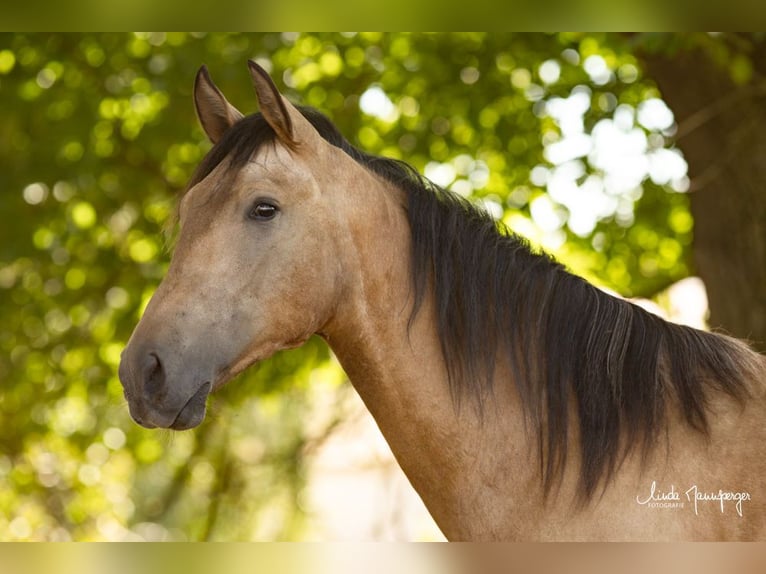 PRE Gelding 2 years 16,1 hh Buckskin in Feuchtwangen