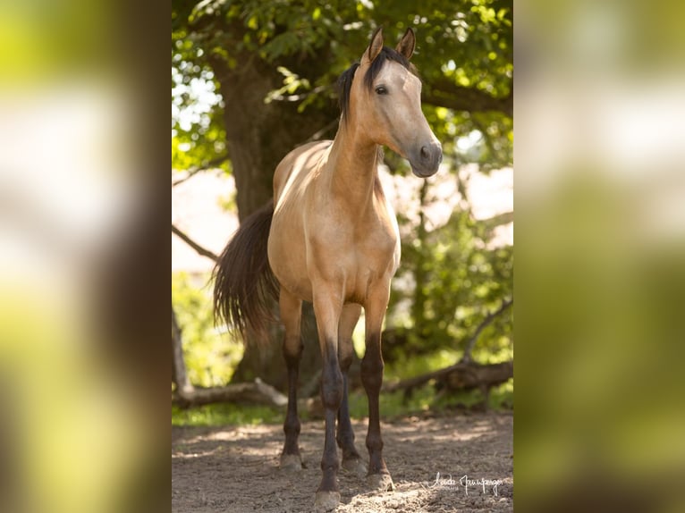 PRE Gelding 2 years 16,1 hh Buckskin in Feuchtwangen