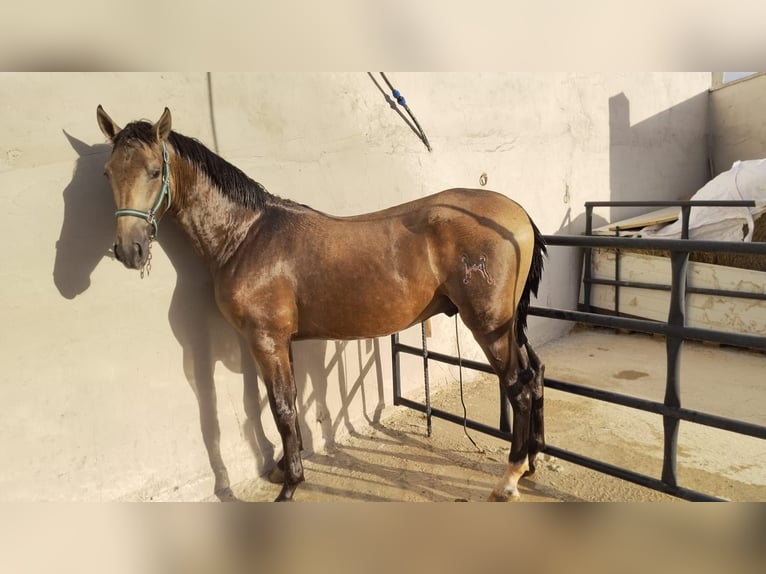 PRE Mix Gelding 2 years Dun in San Mateo De Gallego