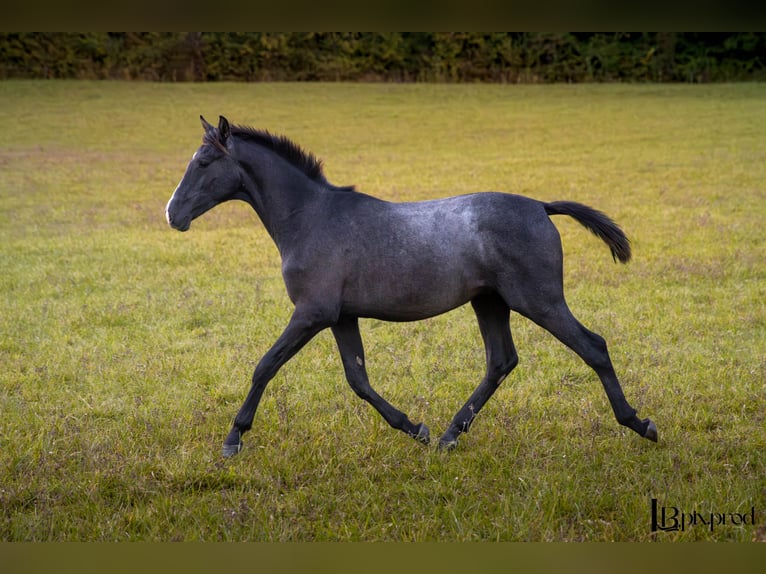 PRE Mix Gelding 2 years Grey in Puybegon