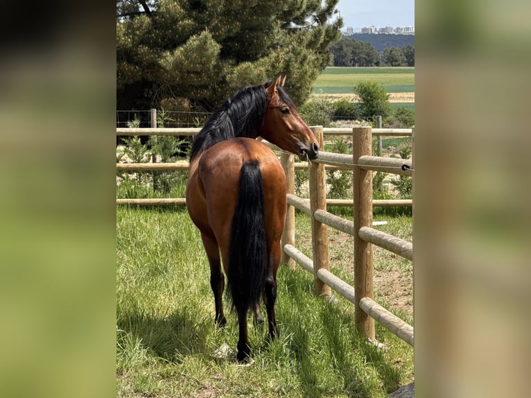 PRE Mix Gelding 3 years 14.2 hh Brown in Soria