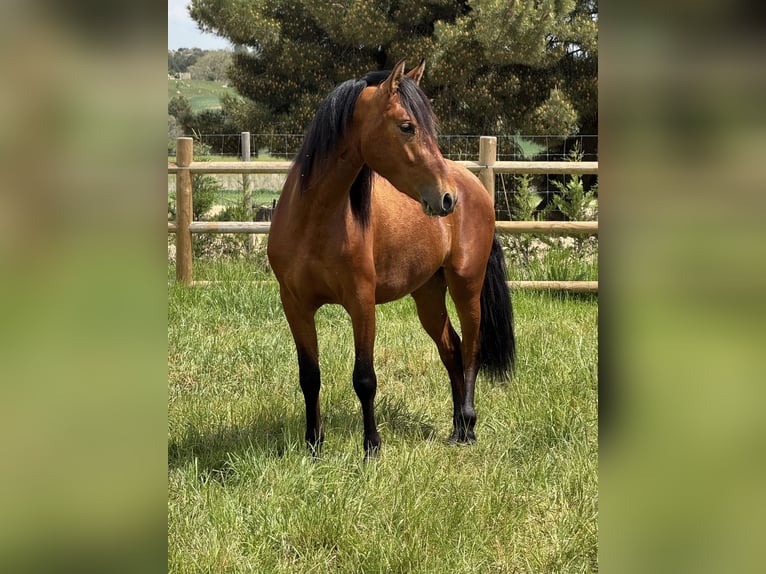 PRE Mix Gelding 3 years 14.2 hh Brown in Soria