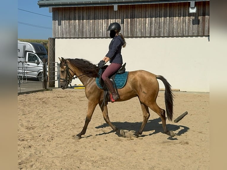 PRE Mix Gelding 3 years 14,2 hh Buckskin in Daleiden