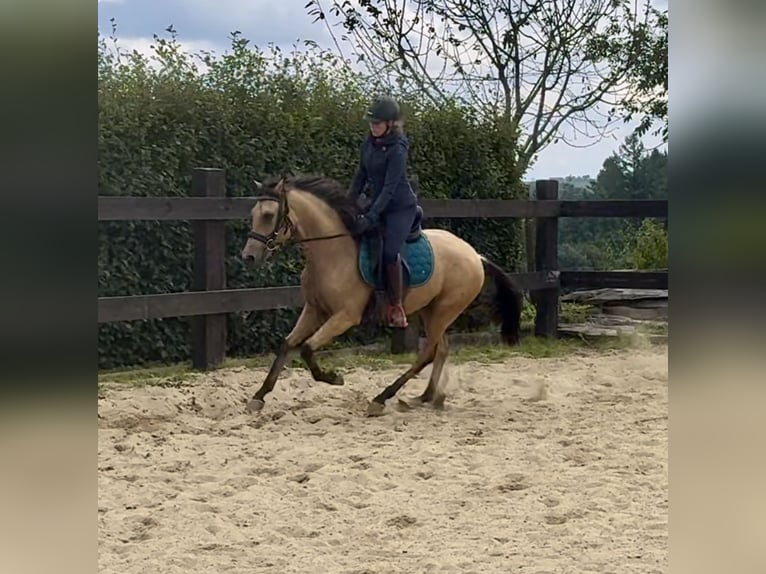 PRE Mix Gelding 3 years 14,2 hh Buckskin in Daleiden