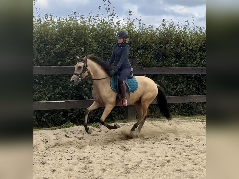 PRE Mix Gelding 3 years 14,2 hh Buckskin in Daleiden