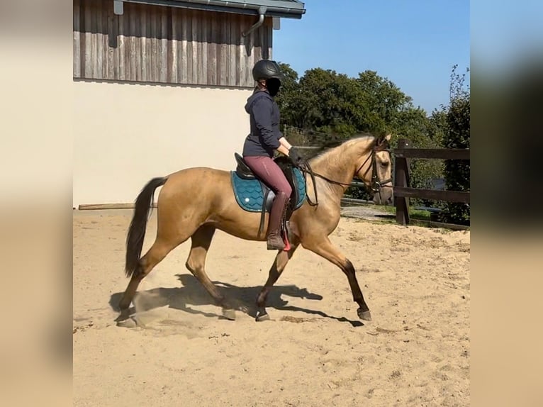 PRE Mix Gelding 3 years 14,2 hh Buckskin in Daleiden