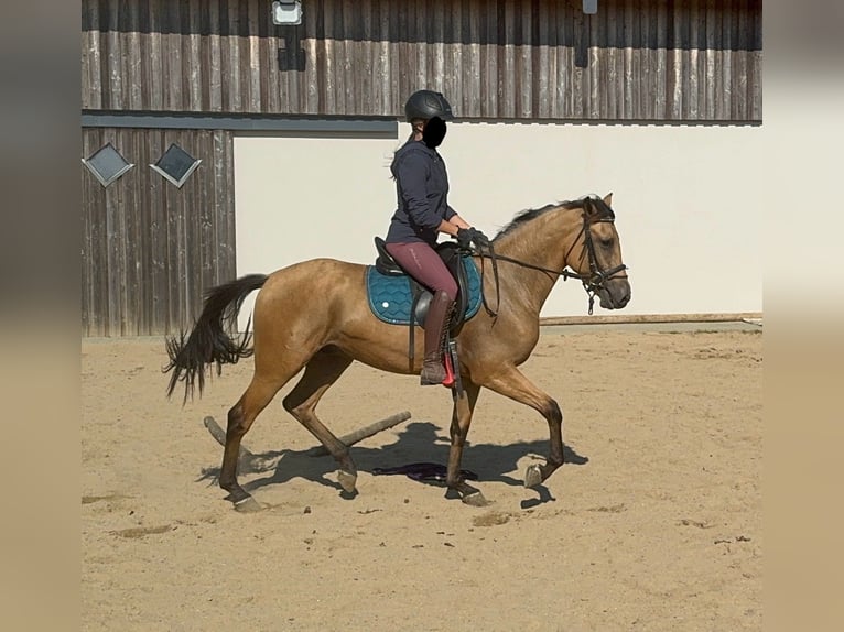 PRE Mix Gelding 3 years 14,2 hh Buckskin in Daleiden