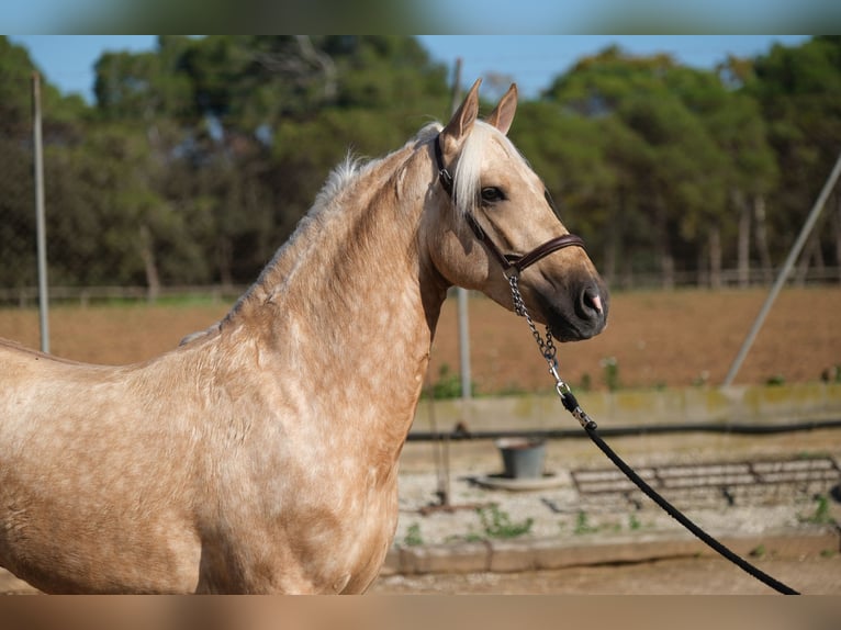 PRE Mix Gelding 3 years 14,2 hh Palomino in Hamburg