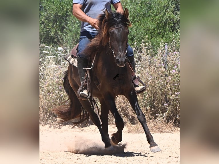 PRE Mix Gelding 3 years 14.3 hh Black in Mallorca