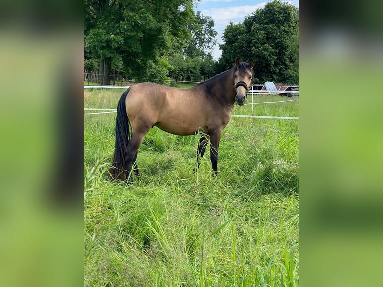 PRE Gelding 3 years 14,3 hh Dun in Tongeren