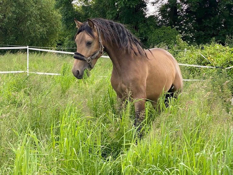 PRE Gelding 3 years 14,3 hh Dun in Tongeren