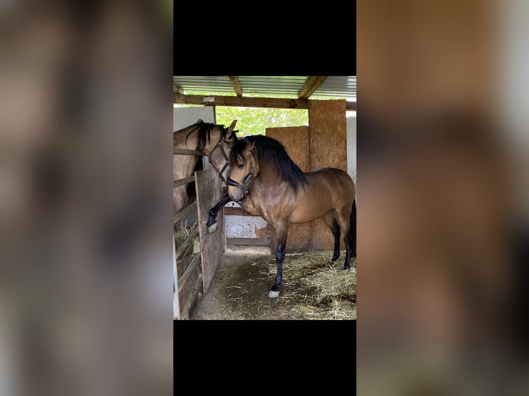 PRE Gelding 3 years 14,3 hh Dun in Tongeren