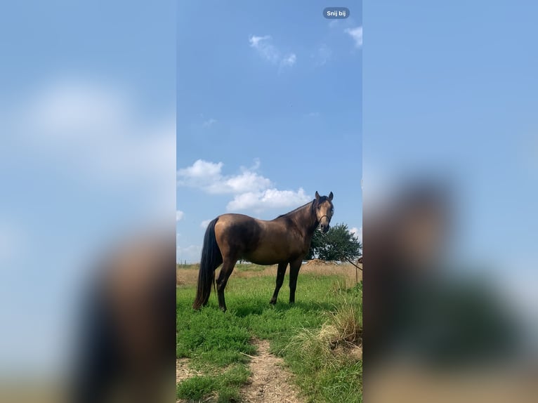 PRE Gelding 3 years 14,3 hh Dun in Tongeren