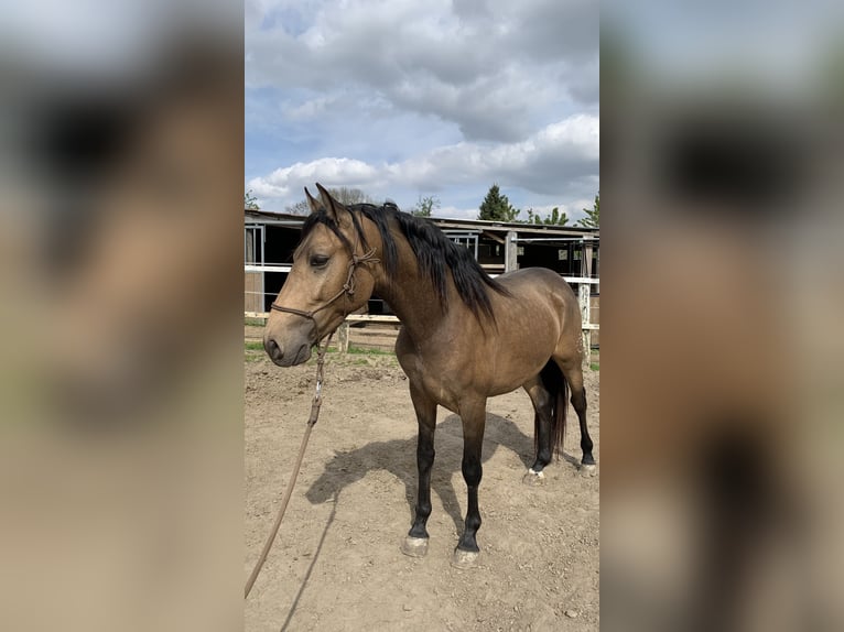 PRE Gelding 3 years 14,3 hh Dun in Tongeren