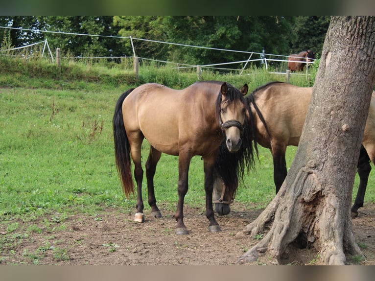 PRE Gelding 3 years 14,3 hh Dun in Tongeren