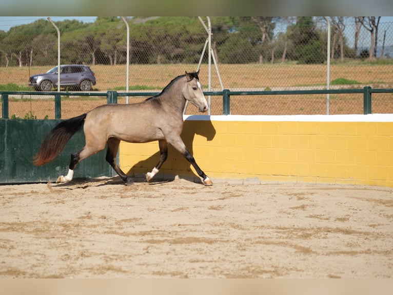 PRE Mix Gelding 3 years 14,3 hh Dun in Hamburg