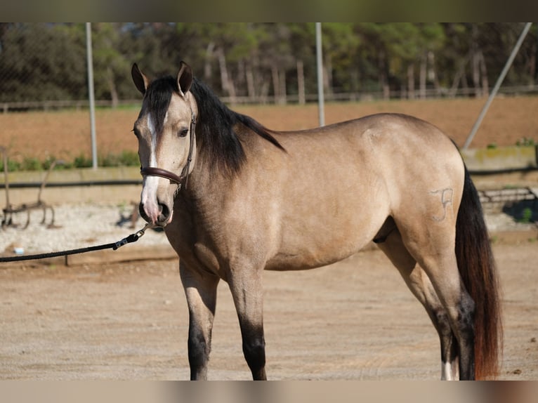 PRE Mix Gelding 3 years 14,3 hh Dun in Hamburg