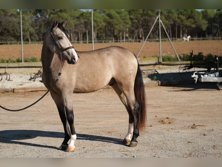 PRE Mix Gelding 3 years 14,3 hh Dun in Hamburg