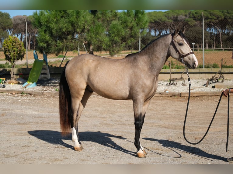 PRE Mix Gelding 3 years 14,3 hh Dun in Hamburg