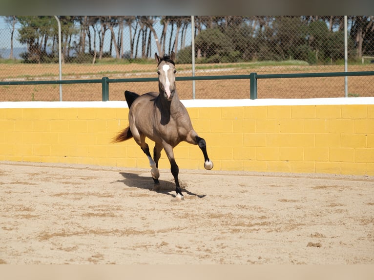 PRE Mix Gelding 3 years 14,3 hh Dun in Hamburg