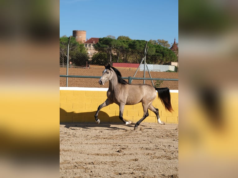 PRE Mix Gelding 3 years 14,3 hh Dun in Hamburg