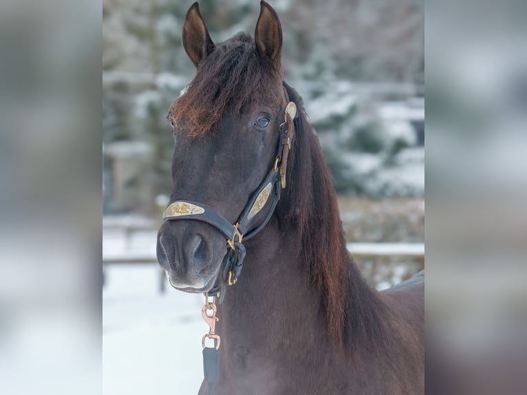 PRE Gelding 3 years 15.1 hh Chestnut in Neustadt (Wied)