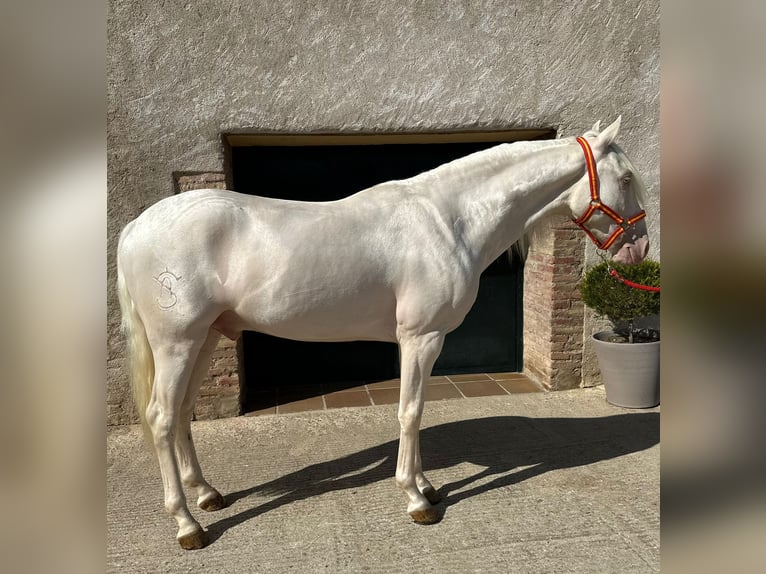 PRE Mix Gelding 3 years 15,1 hh Cremello in Hamburg