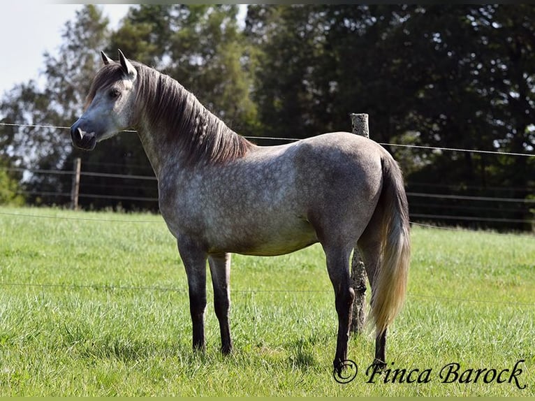 PRE Gelding 3 years 15,1 hh Gray in Wiebelsheim