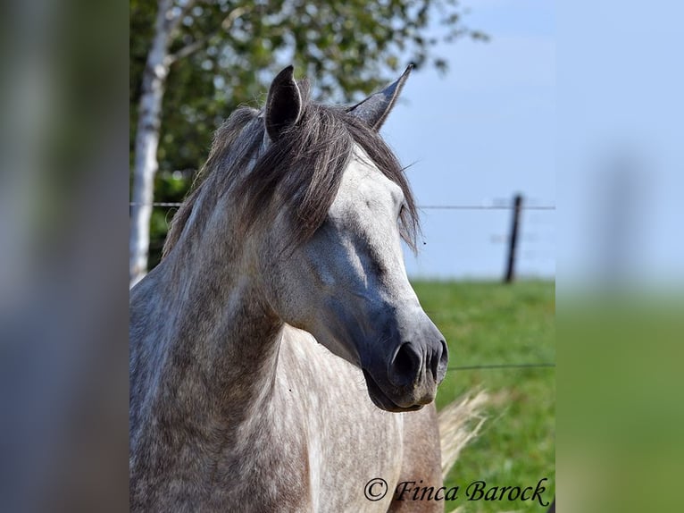 PRE Gelding 3 years 15,1 hh Gray in Wiebelsheim