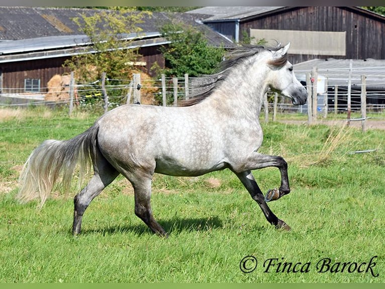 PRE Gelding 3 years 15,1 hh Gray in Wiebelsheim