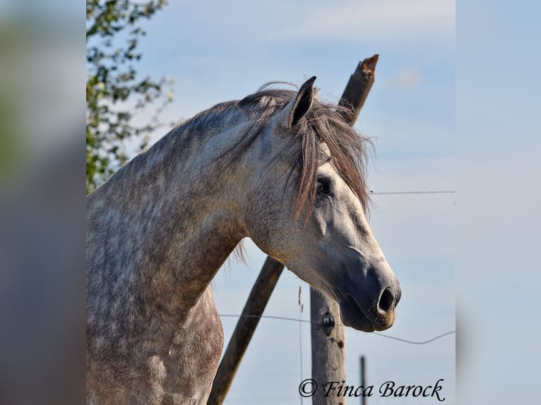 PRE Gelding 3 years 15,1 hh Gray in Wiebelsheim