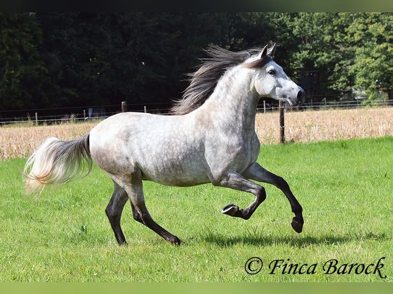 PRE Gelding 3 years 15,1 hh Gray in Wiebelsheim