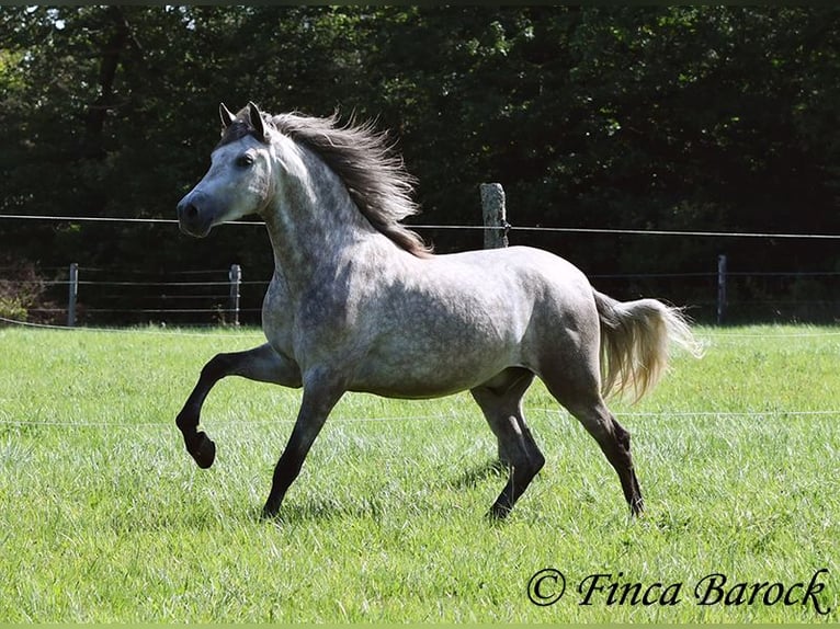 PRE Gelding 3 years 15,1 hh Gray in Wiebelsheim