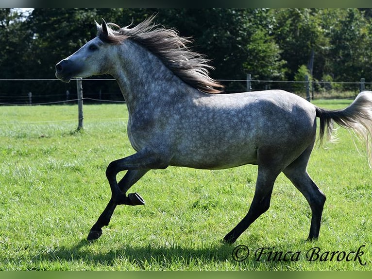 PRE Gelding 3 years 15,1 hh Gray in Wiebelsheim