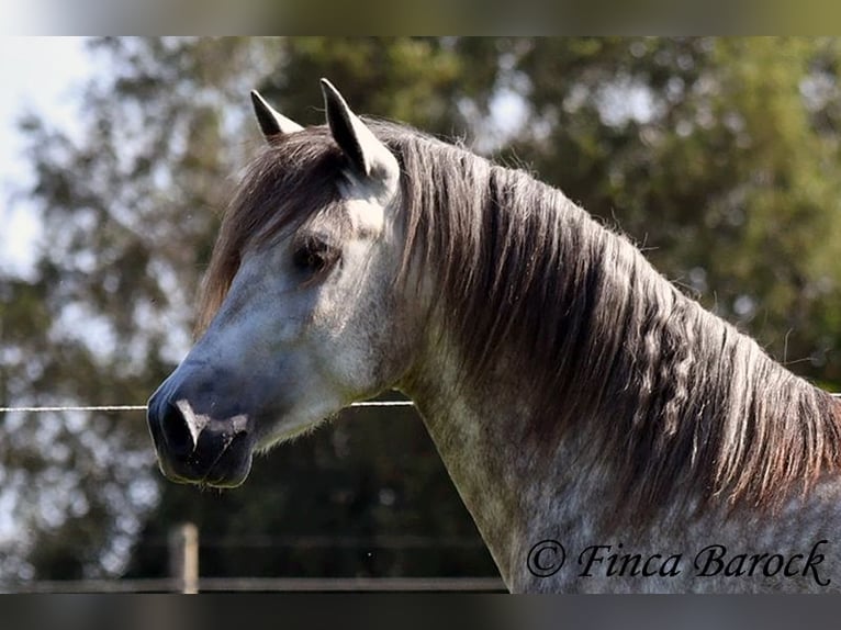 PRE Gelding 3 years 15,1 hh Gray in Wiebelsheim