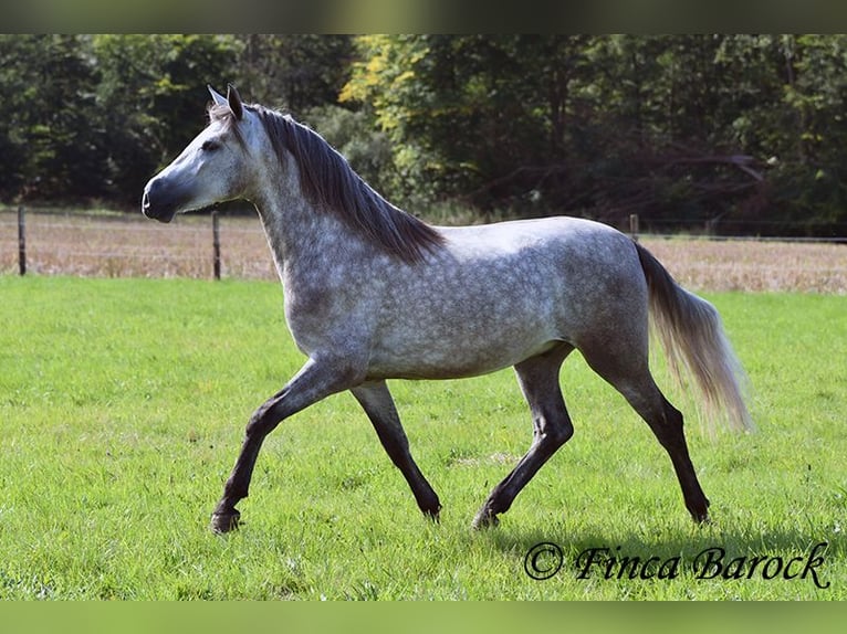 PRE Gelding 3 years 15,1 hh Gray in Wiebelsheim