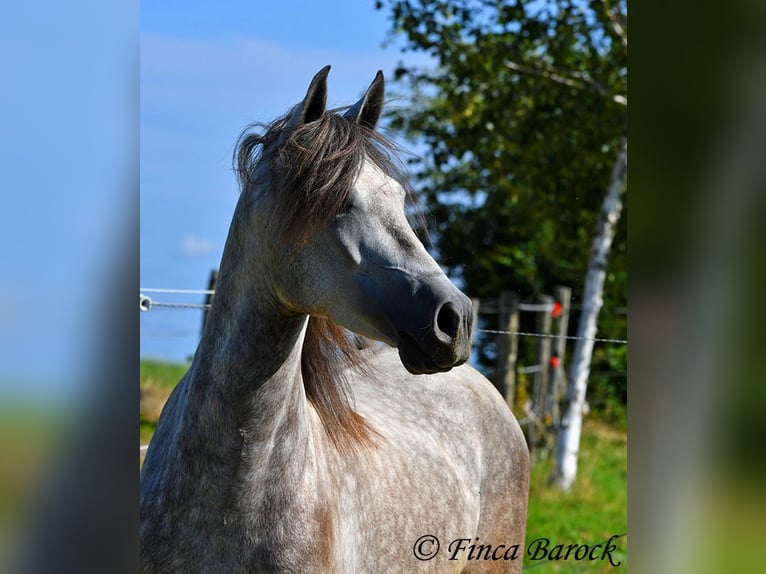 PRE Gelding 3 years 15,1 hh Gray in Wiebelsheim