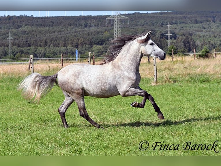 PRE Gelding 3 years 15,1 hh Gray in Wiebelsheim