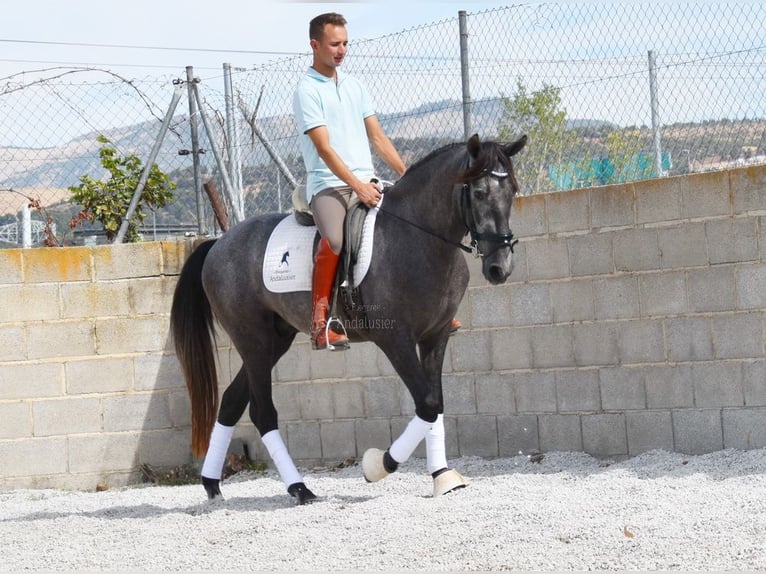 PRE Gelding 3 years 15,1 hh Gray in Provinz Granada