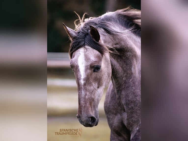 PRE Gelding 3 years 15,1 hh Grey in Traventhal