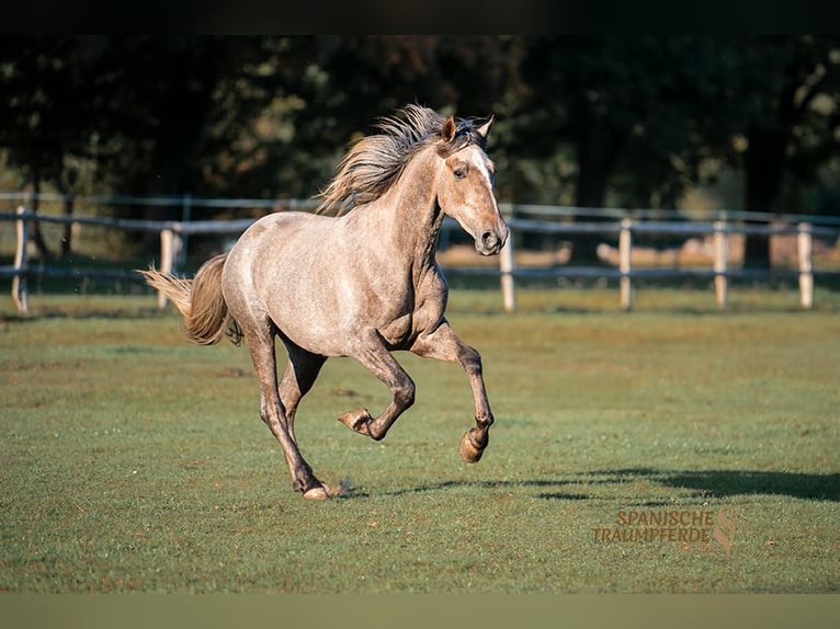 PRE Gelding 3 years 15,1 hh Grey in Traventhal