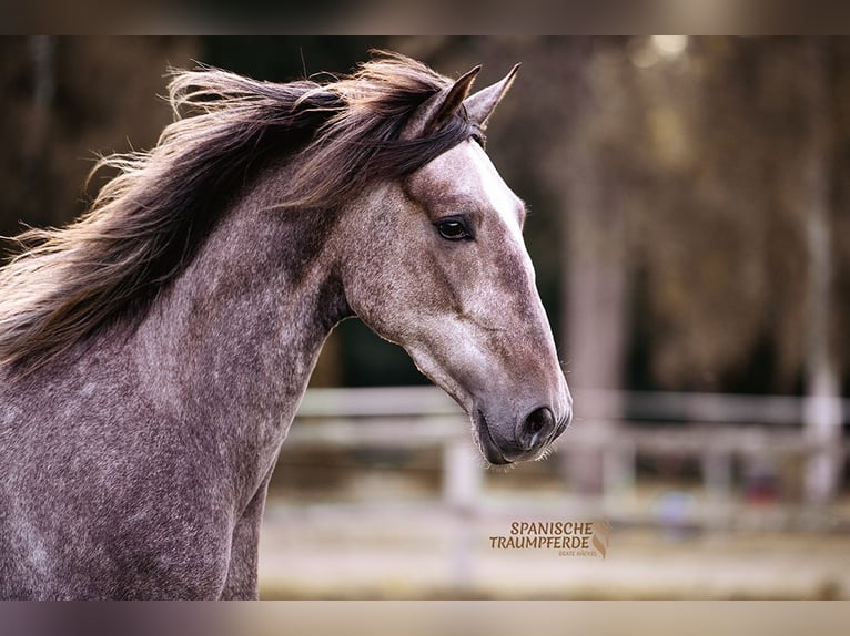 PRE Gelding 3 years 15,1 hh Grey in Traventhal