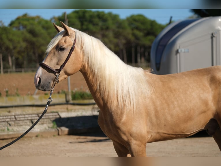 PRE Mix Gelding 3 years 15,1 hh Palomino in Hamburg