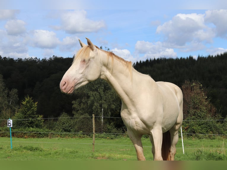 PRE Gelding 3 years 15,1 hh Perlino in Waimes