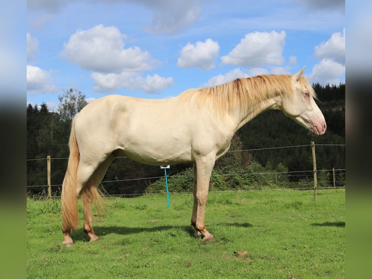 PRE Gelding 3 years 15,1 hh Perlino in Waimes