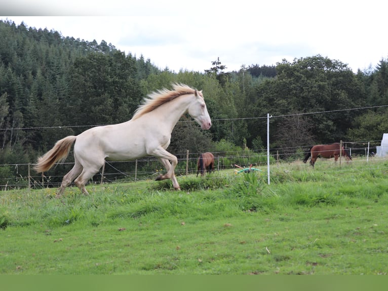 PRE Gelding 3 years 15,1 hh Perlino in Waimes