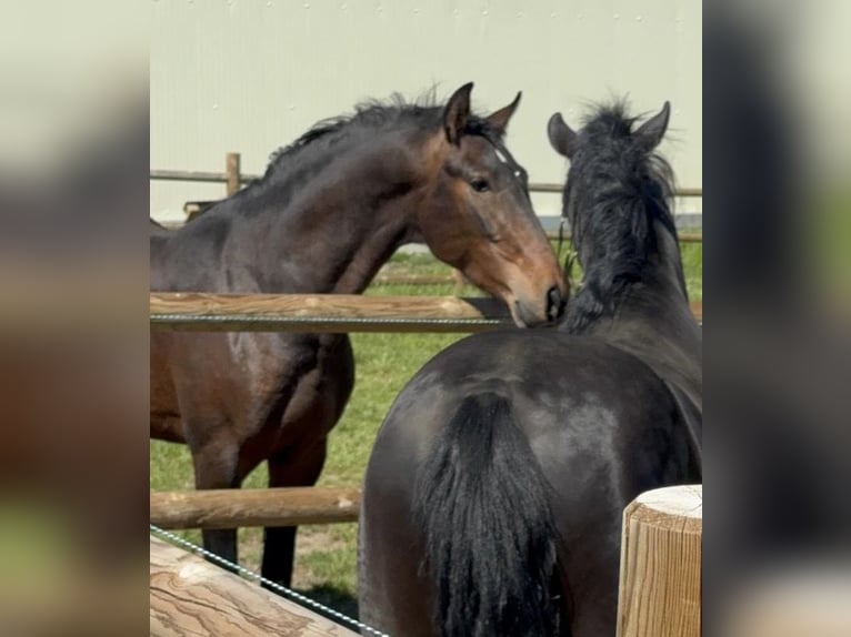 PRE Mix Gelding 3 years 15.2 hh Bay-Dark in Soria